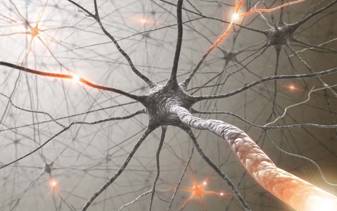 Neuronii empatiei